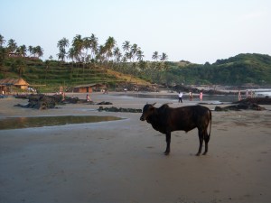 042-the-sacred-cow-2