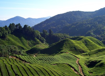 Tea_fields_(Will_Ellis) 1